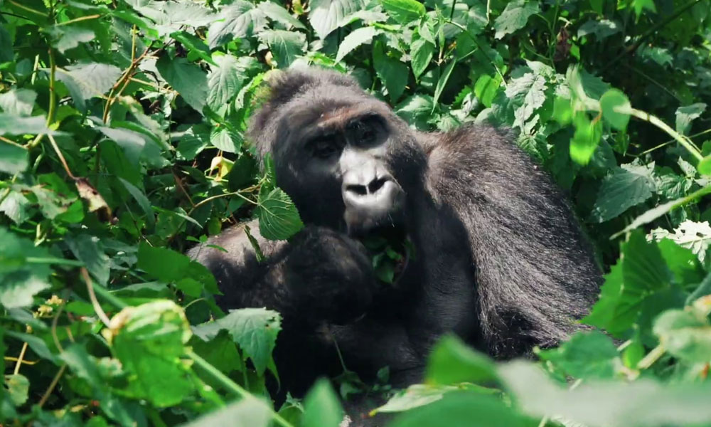 4 Days Double Gorilla Trekking in Congo