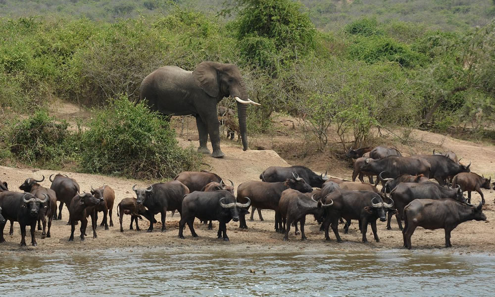 4 Days Uganda Wildlife Adventure
