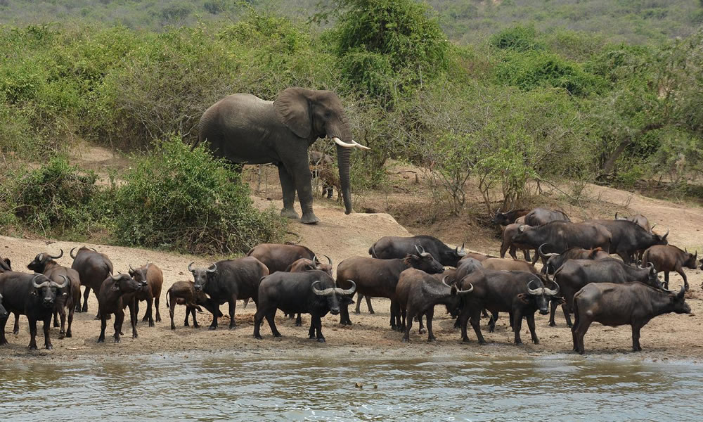 uganda wildlife tour