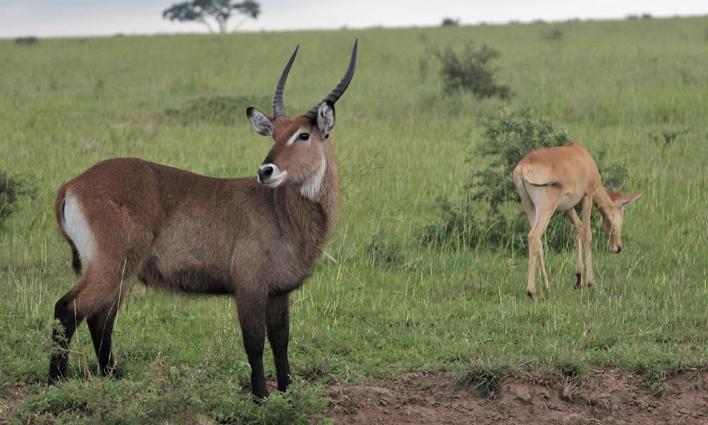 5 Days Epic Wildlife Uganda Safari