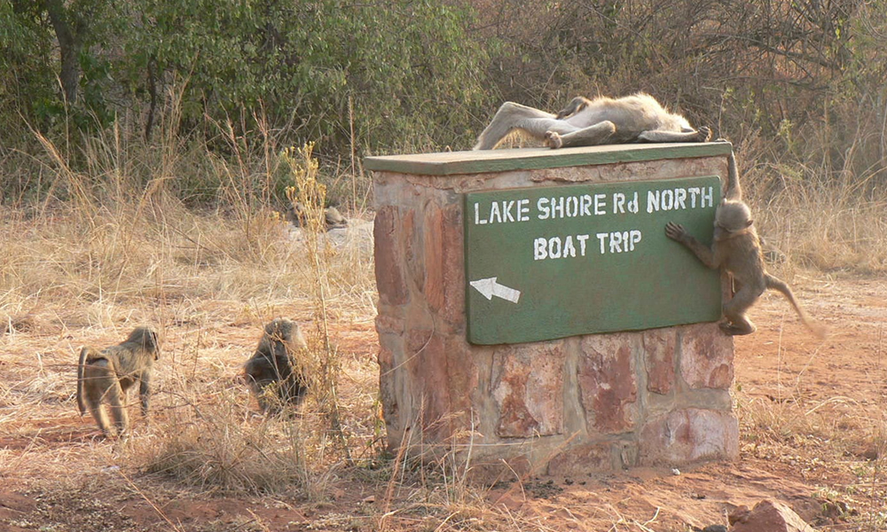 baboons in akagera national park