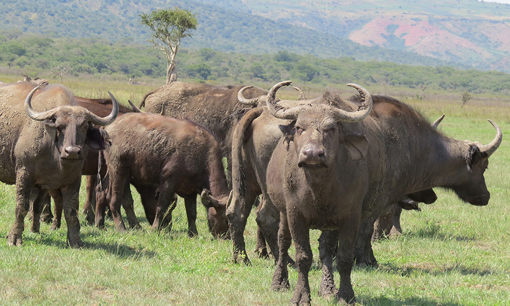 Big 5 Animals in Akagera National Park