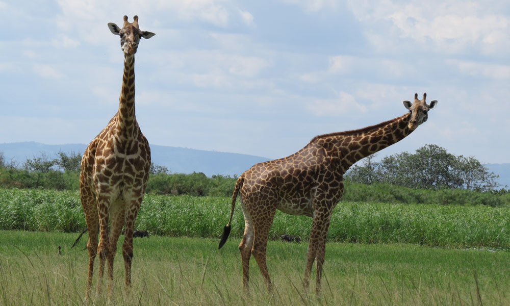 giraffes in akagera national park
