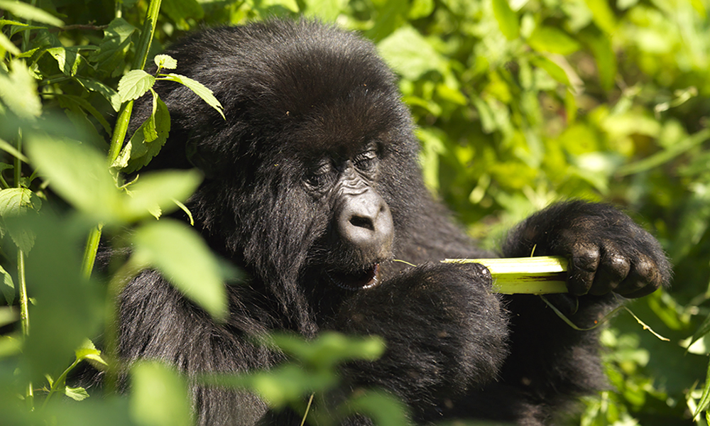 Rwanda gorilla feeding