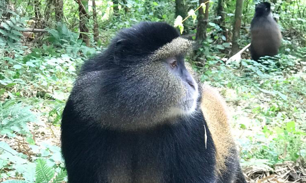 Your next vacation to Rwanda