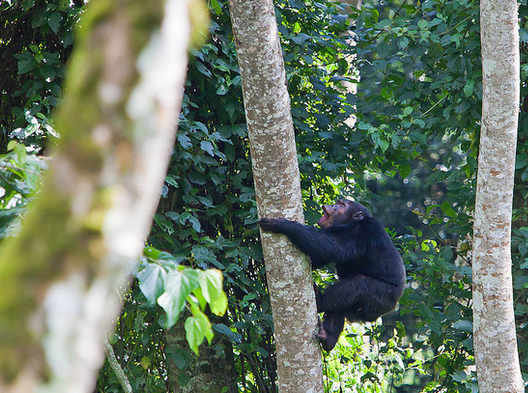 Chimpanzee Trekking in Nyungwe National Park
