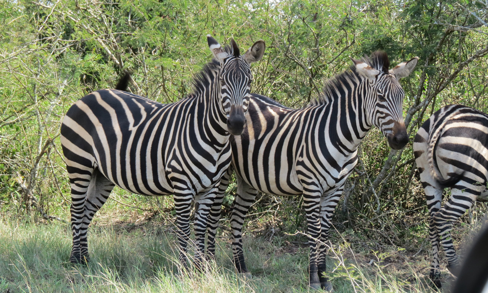zebras in akagera national park