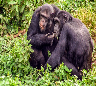 Chimpanzee Trekking in Nyungwe National Park