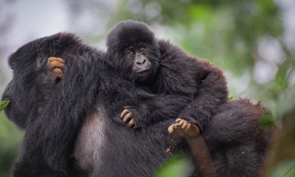 gorilla and baby in Rwanda