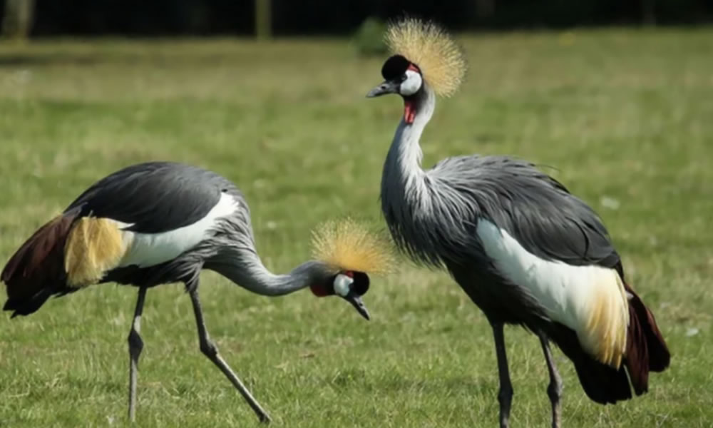 grey crowned crane