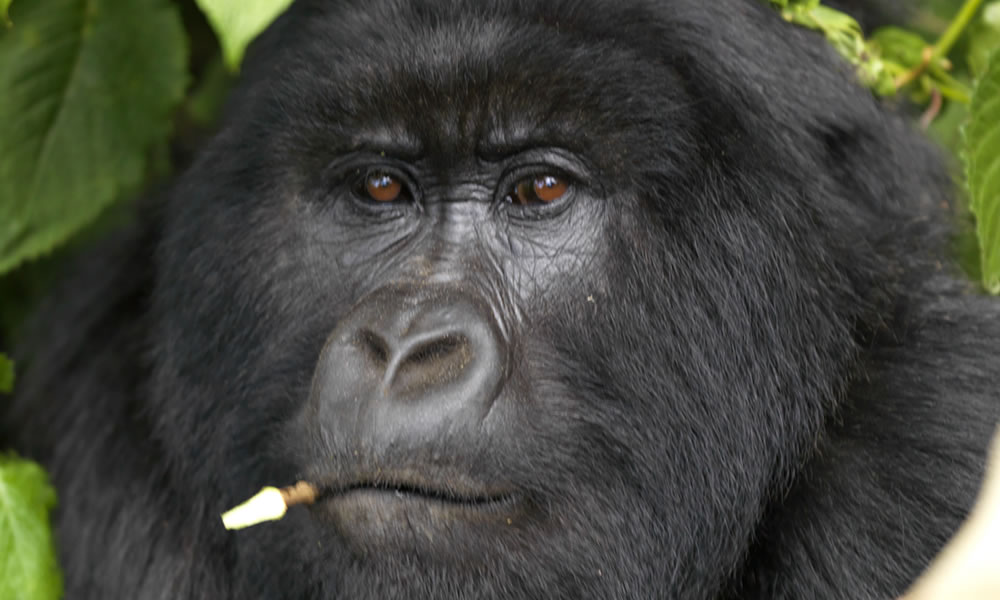 How hard is the gorilla trekking in Rwanda