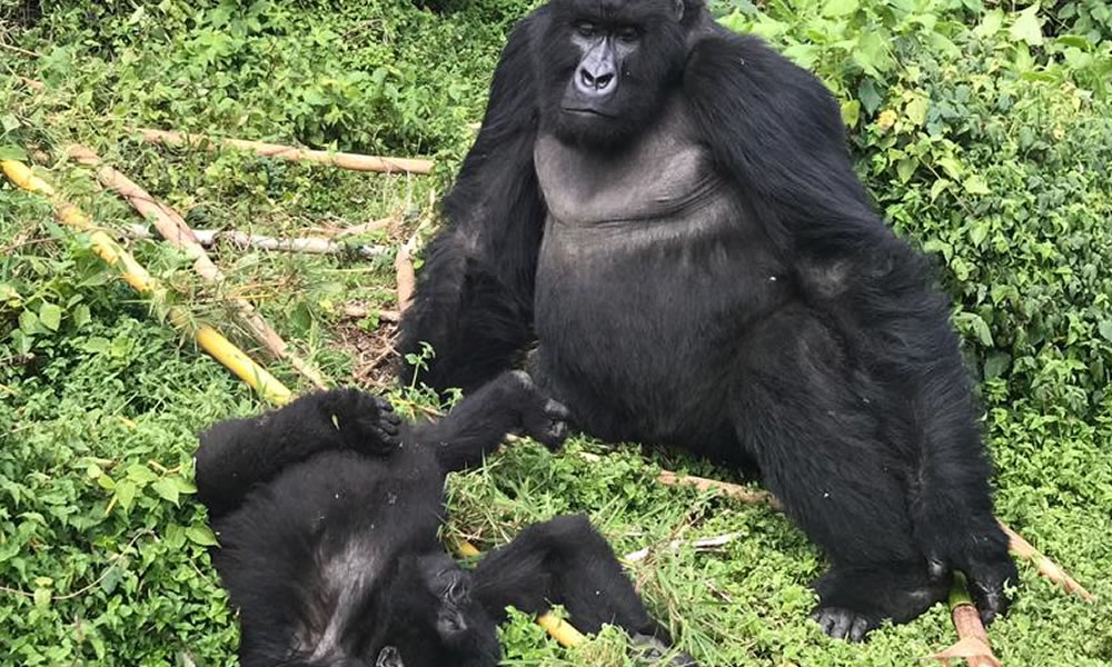 gorilla and baby