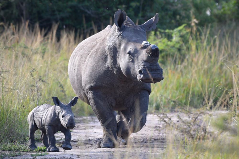 Rhinos in Akagera NP
