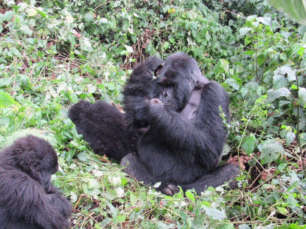 gorilla in the volcanoes