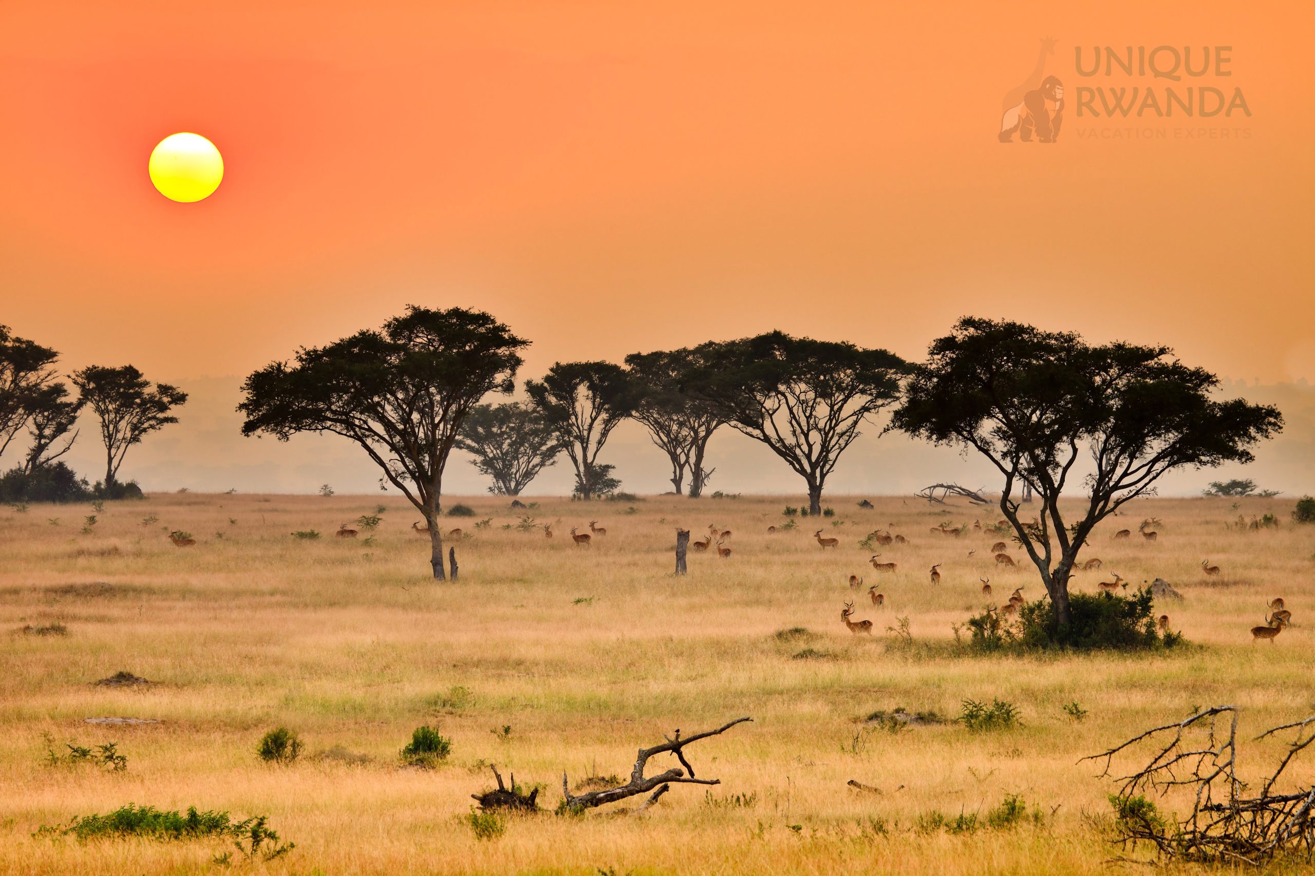 evening game drive