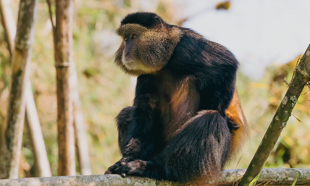 4 Days Rwanda Gorillas and Golden Monkey Trekking Tour