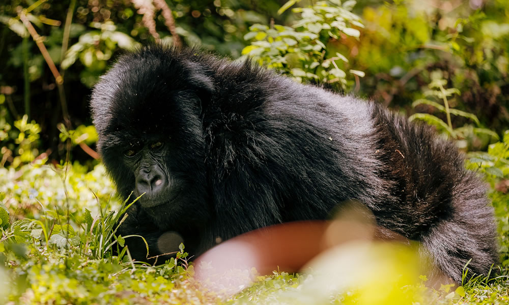 2 Days Gorilla Trekking Rwanda Tour