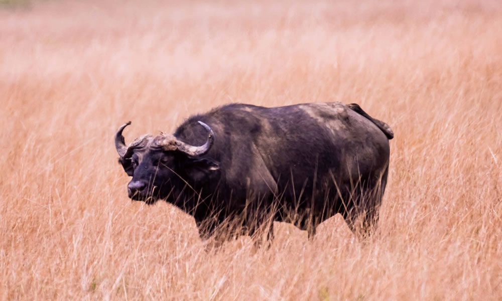 1 Day Akagera National Park Safari
