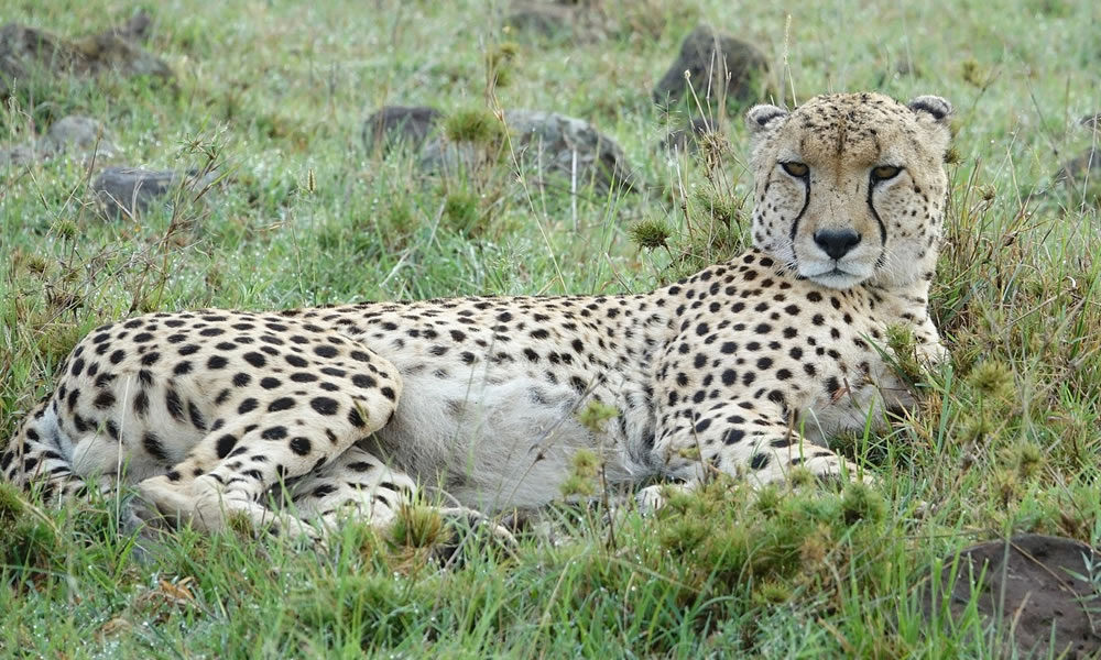 3 Days Magical Mara Safari