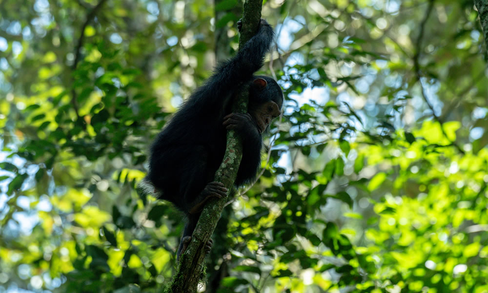 8 Days Uganda Primates Experience