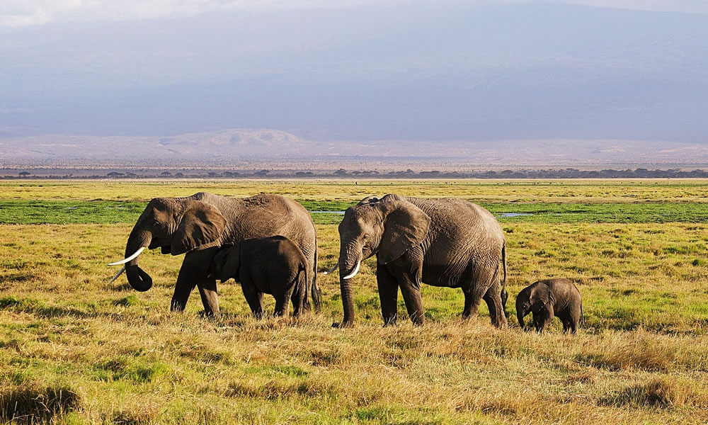 7 Nights Classic Tanzania Safari