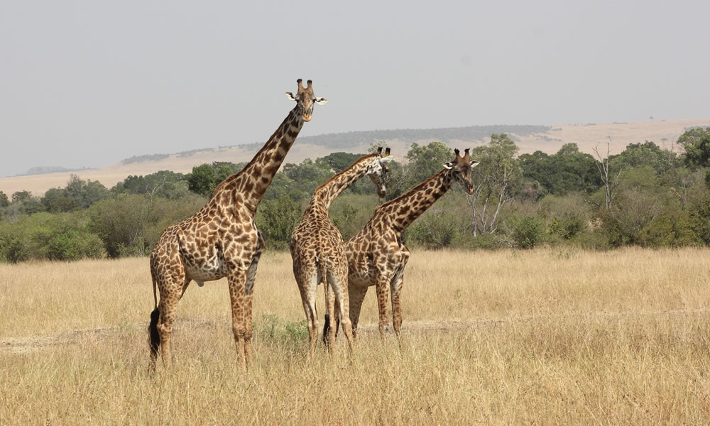 9 Day Magical Kenya