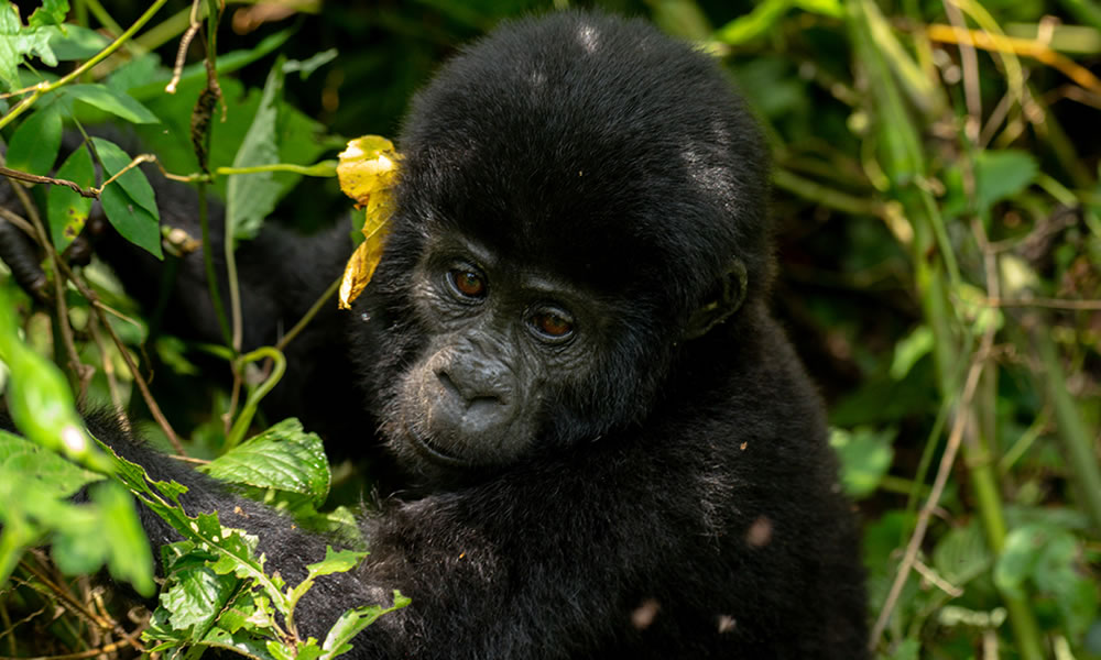 10 Days Uganda Safari Experience