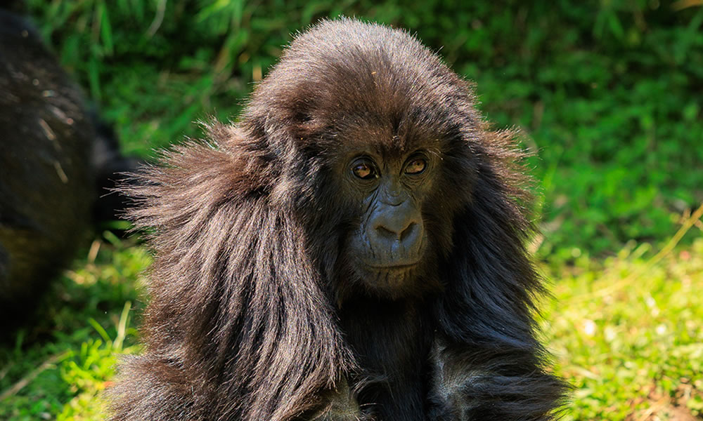 1 Day Gorilla Trekking Experience