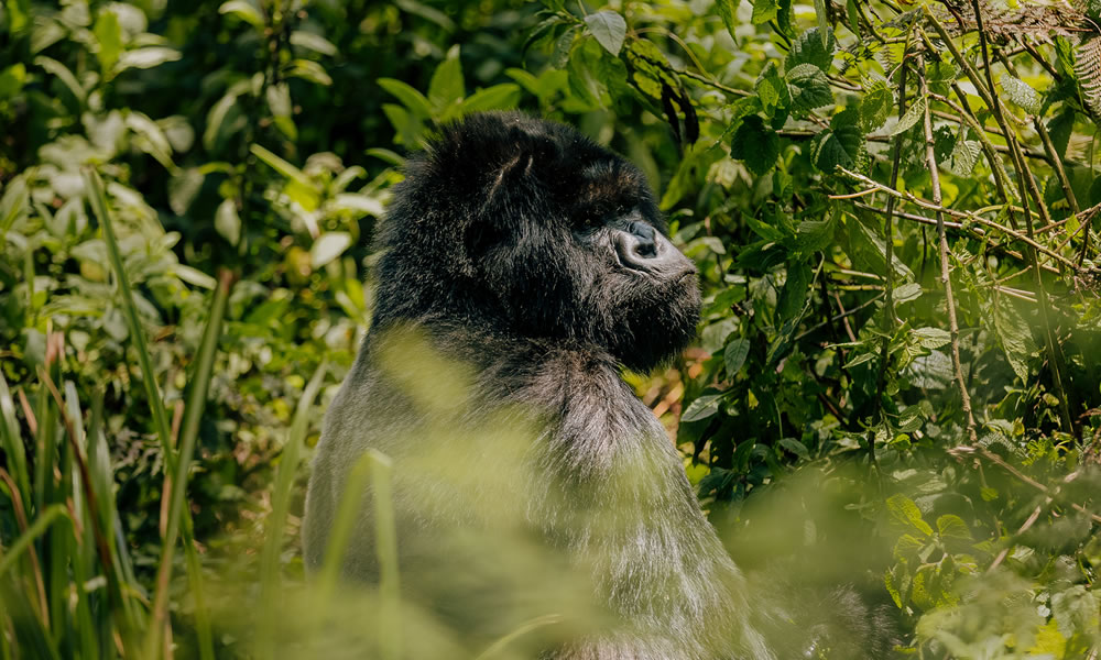 8 Days Rwanda Primate Tracking Safari