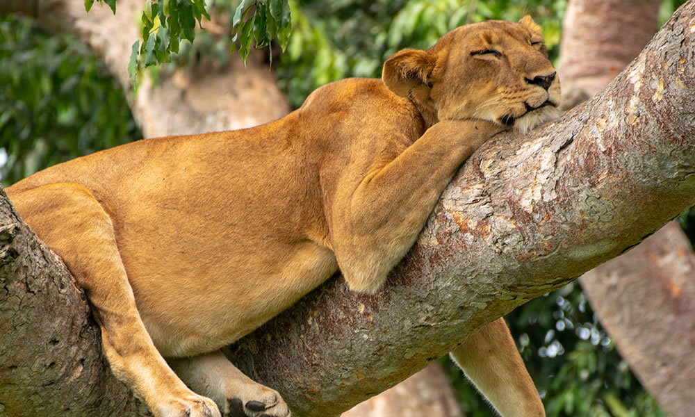 4 Days Queen Elizabeth and Kibale National Parks Tour