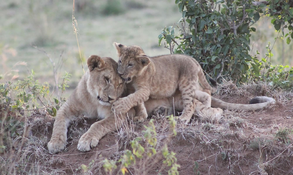 7 Day Spirit of Kenya