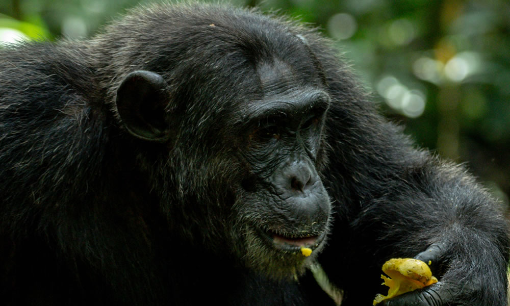 3 Day Chimpanzee Tracking Experience