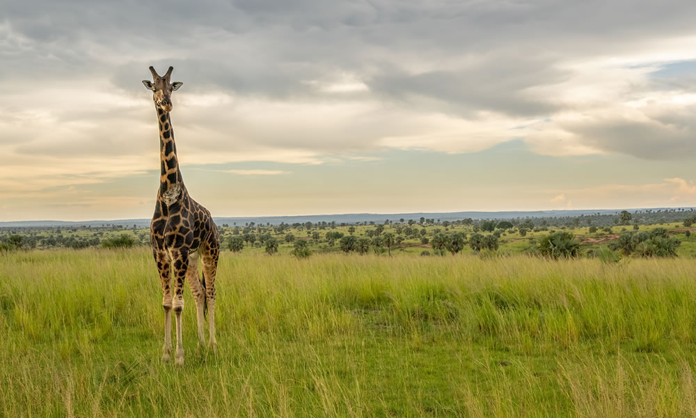5 Days Murchison Falls Wildlife Safari