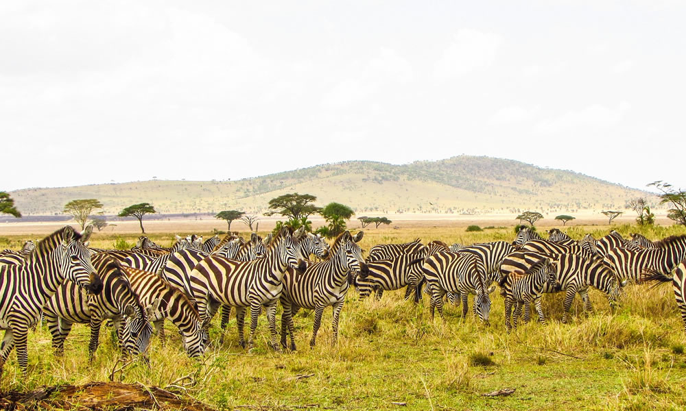 8 Nights Best of Luxury Tanzania Safari